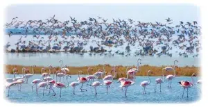 Balıkesir Manyas İlçesi