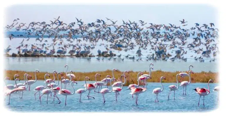 Balıkesir Manyas İlçesi