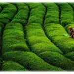 Karadeniz Zümrüt Tepeleri