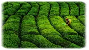 Karadeniz Zümrüt Tepeleri