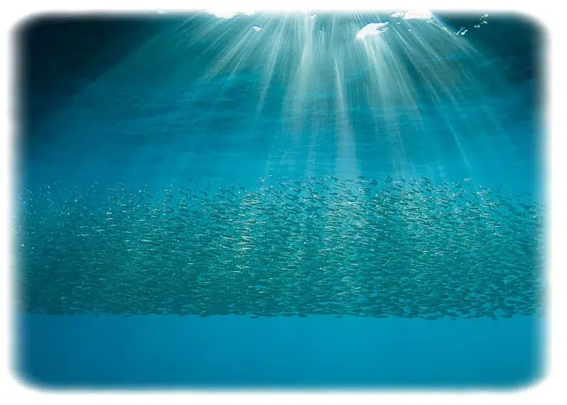 Türkiye'deki Denizler